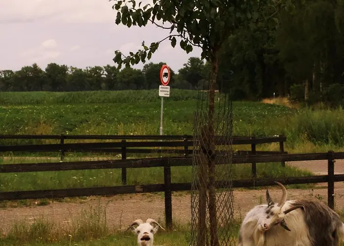 Tiny House Alba - Ervaar Tiny House Living 디센