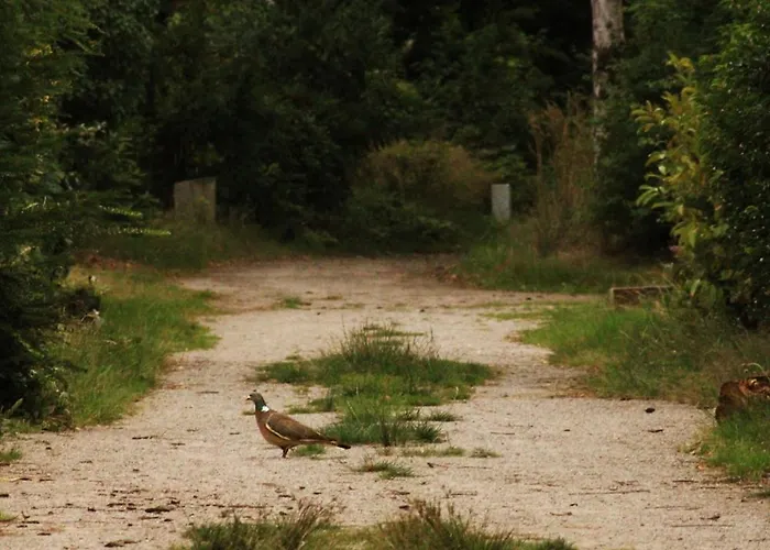 Tiny House Alba - Ervaar Tiny House Living Nyaraló Diessen